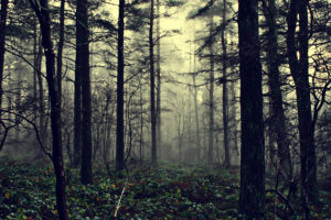 forest, Fog