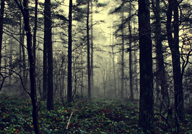 forest, Fog HD Wallpaper Desktop Background