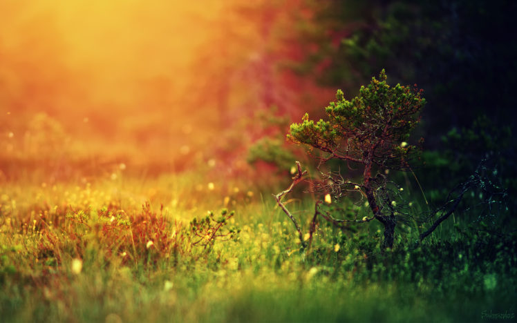 nature, Forest, Grass, Light, Tree HD Wallpaper Desktop Background