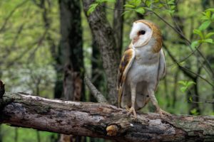 owl, Forest, Timber