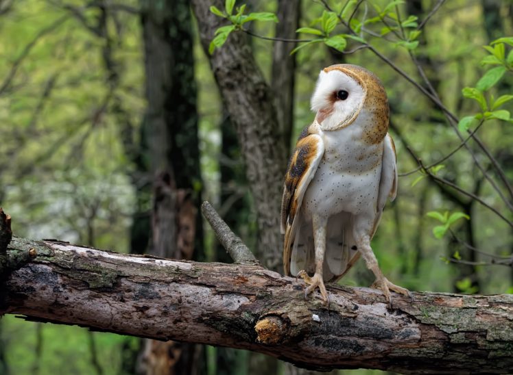 owl, Forest, Timber HD Wallpaper Desktop Background