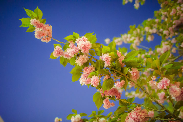 sakura, Cherry, Branch, Blossom, Bokeh HD Wallpaper Desktop Background