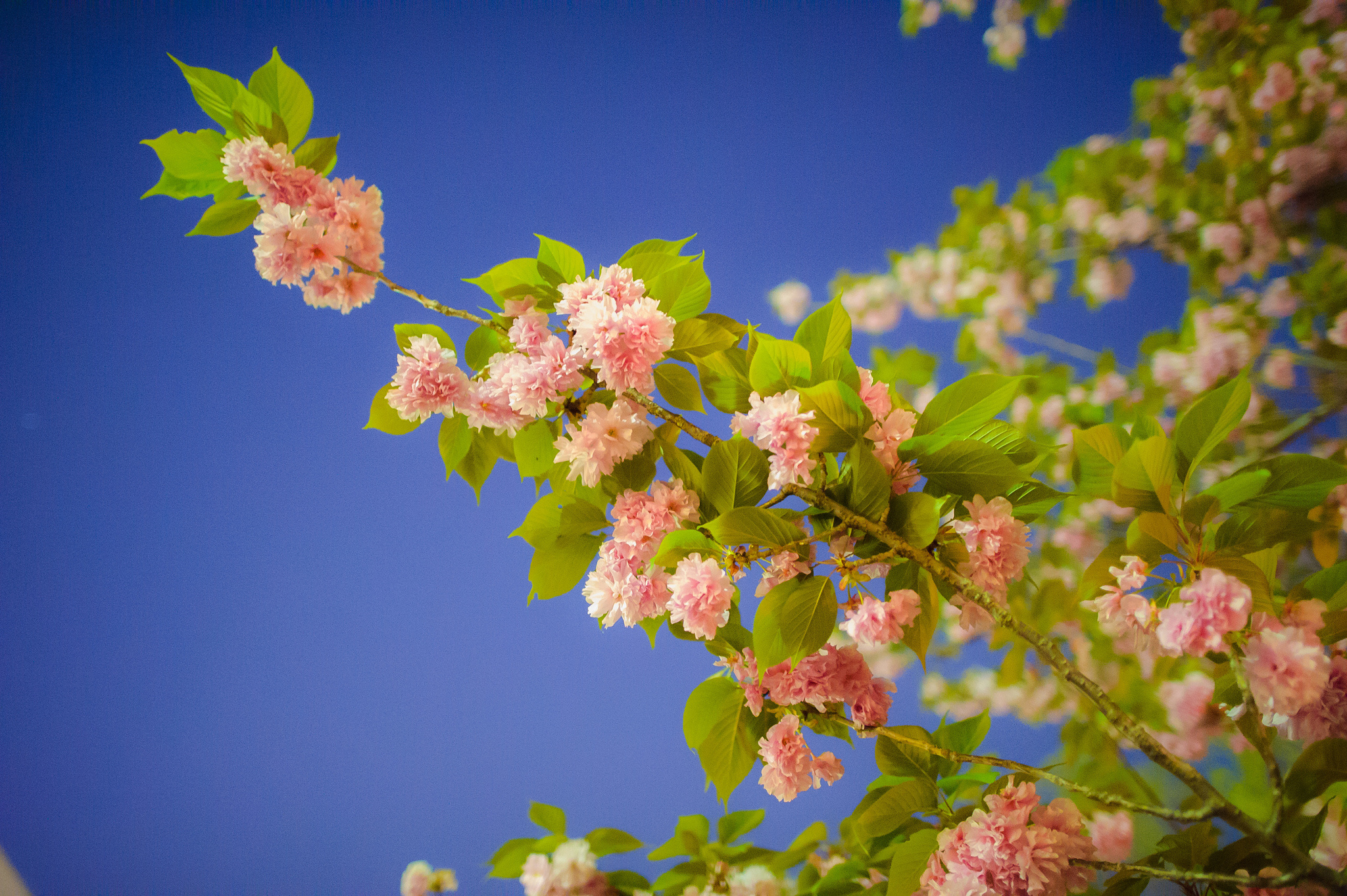 sakura, Cherry, Branch, Blossom, Bokeh Wallpaper