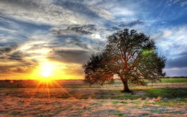 landscapes, Nature, Sun, Trees HD Wallpaper Desktop Background