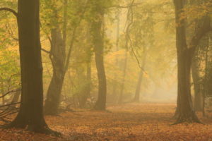 forest, Autumn, Mist, Nature, Fog
