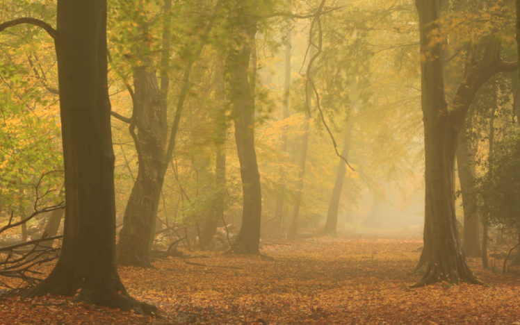 forest, Autumn, Mist, Nature, Fog HD Wallpaper Desktop Background