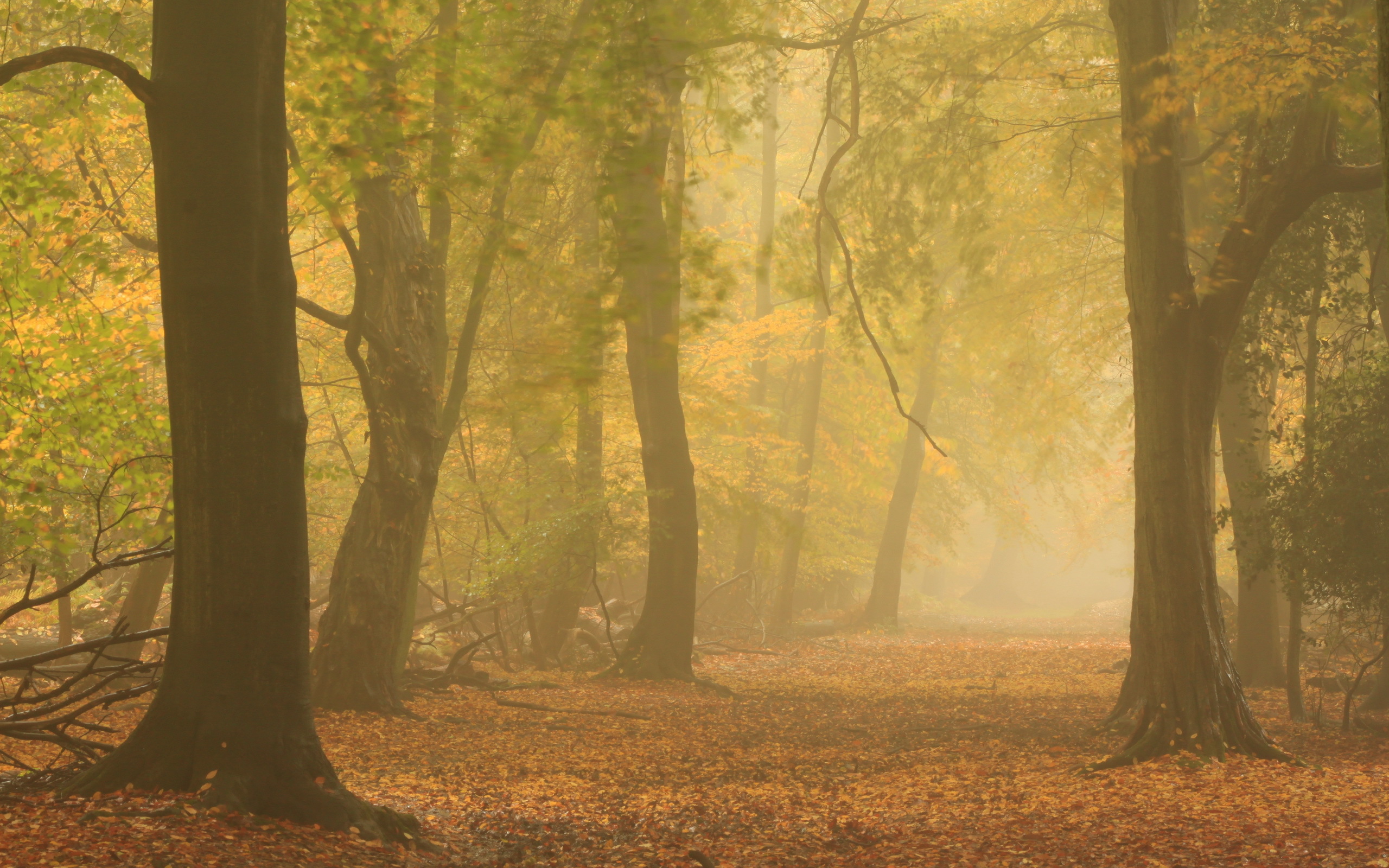 forest, Autumn, Mist, Nature, Fog Wallpaper