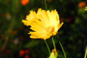 flower, Flowers, Yellow, Bokeh