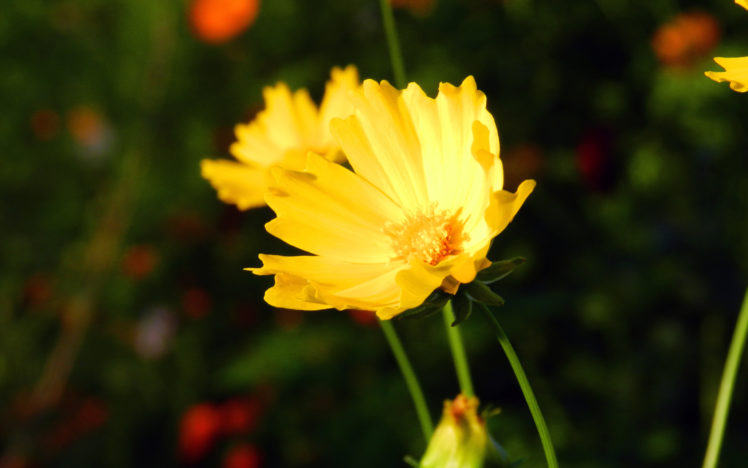 flower, Flowers, Yellow, Bokeh HD Wallpaper Desktop Background