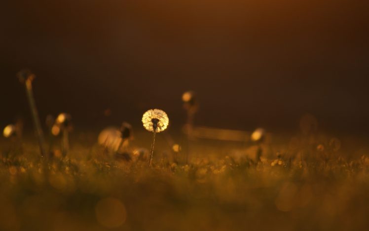 light, Color, Grass, Dandelion, Meadow, Close up, Grass, Flower, Mood, Bokeh HD Wallpaper Desktop Background