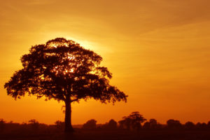 tree, Crown, Sunset, Silhouette, Mood