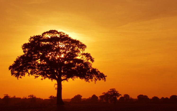 tree, Crown, Sunset, Silhouette, Mood HD Wallpaper Desktop Background