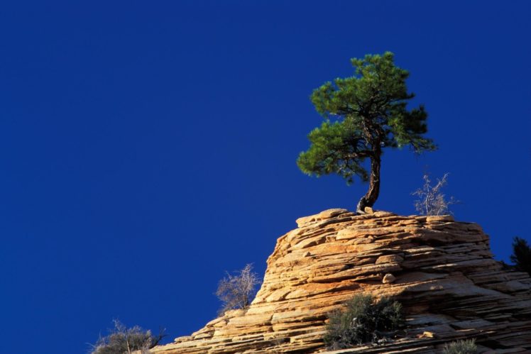 rock, Landscape, Tree, Pine, Nature HD Wallpaper Desktop Background