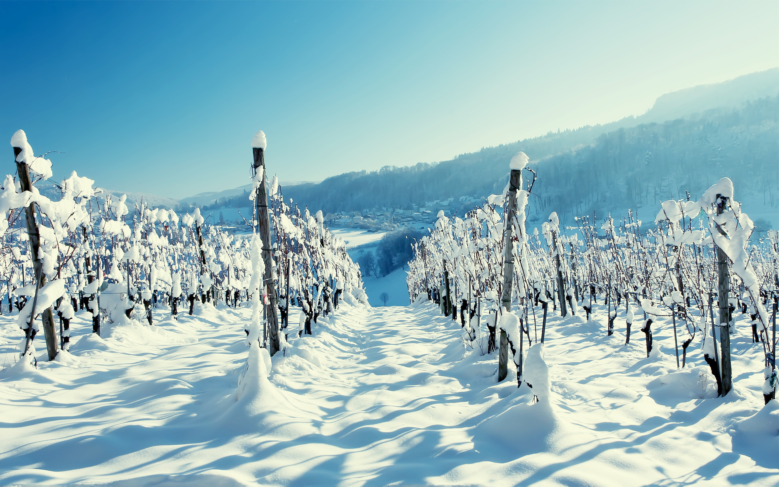 snow, Winter, Wallpaper, Wood, Vineyard, Winter, Mountain, Village, Scenery Wallpaper
