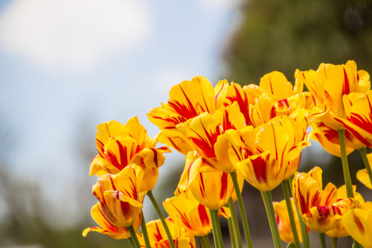 tulips HD Wallpaper Desktop Background