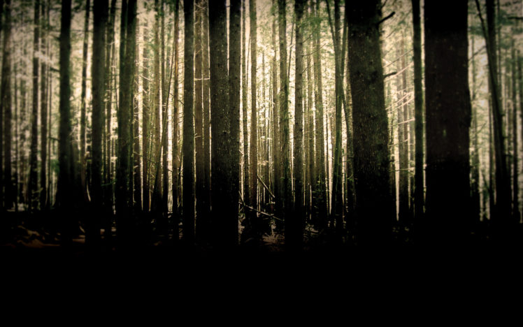 nature, Woods HD Wallpaper Desktop Background