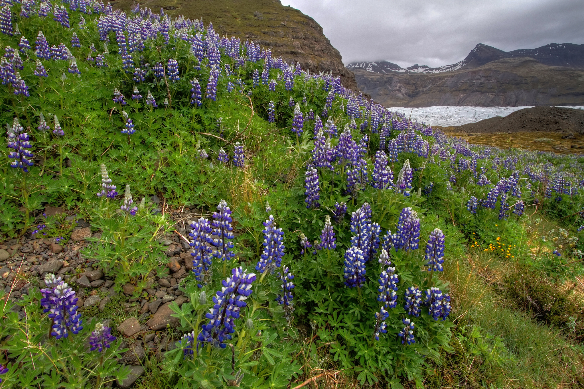 lupinus, Flowers Wallpaper