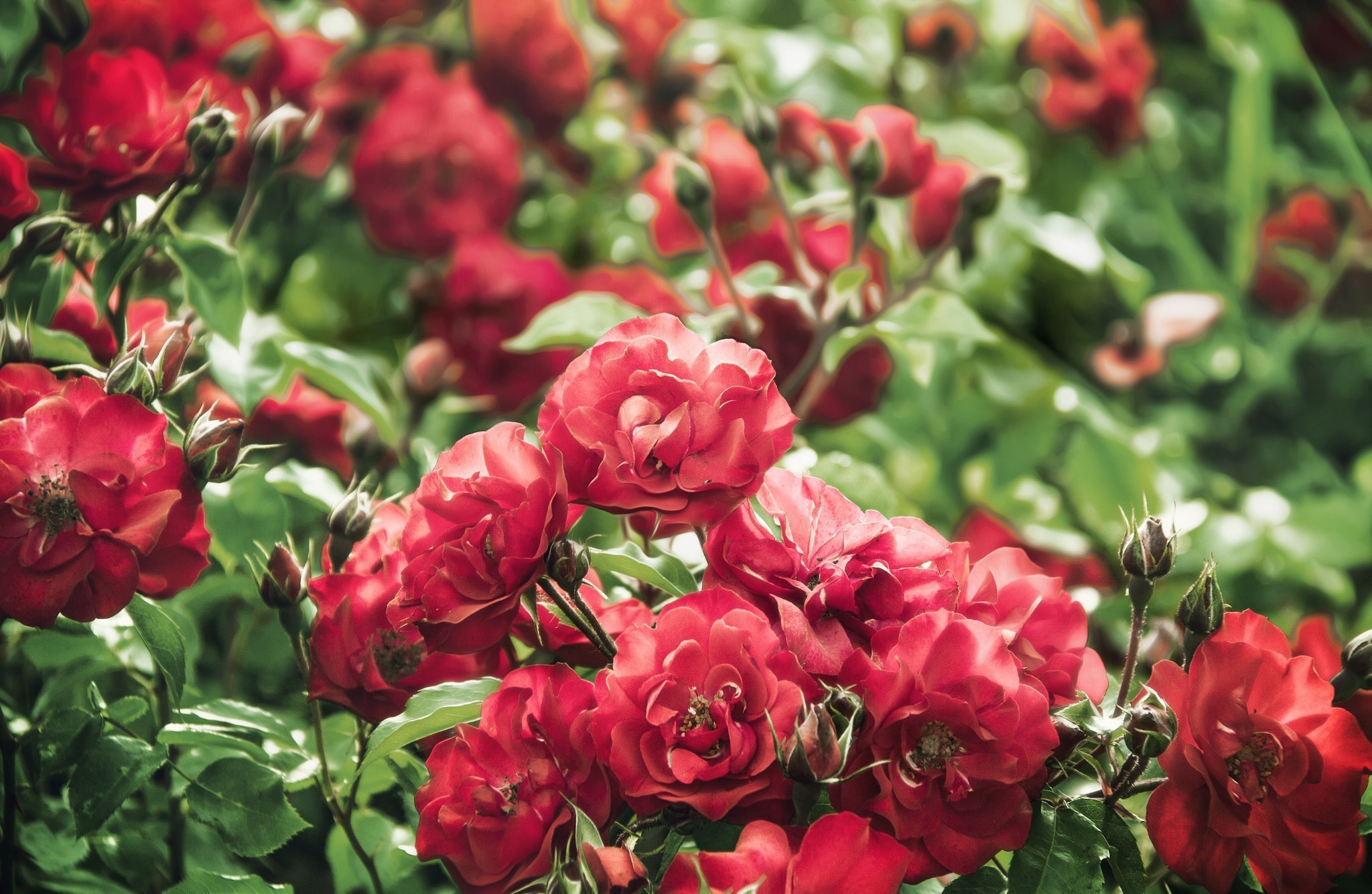 roses, Red, Flowers Wallpaper
