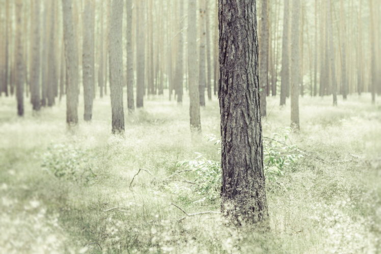 forest, Tree HD Wallpaper Desktop Background