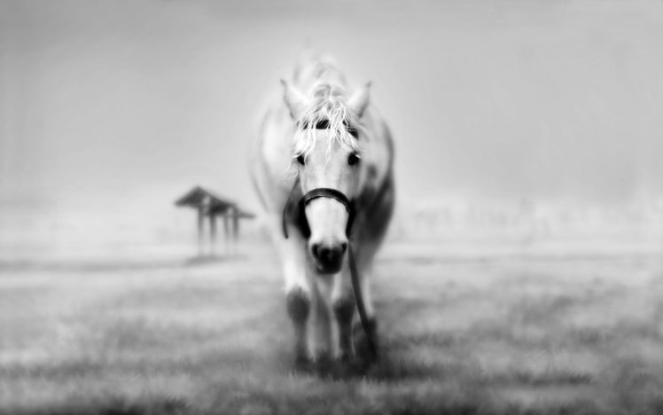 horse, Horses HD Wallpaper Desktop Background