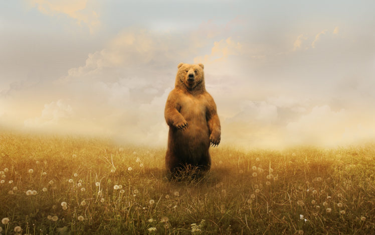 wild, Brown, Bear HD Wallpaper Desktop Background