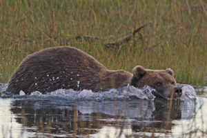 kodiak, Bear, Water, Swim, Alaska, Drops