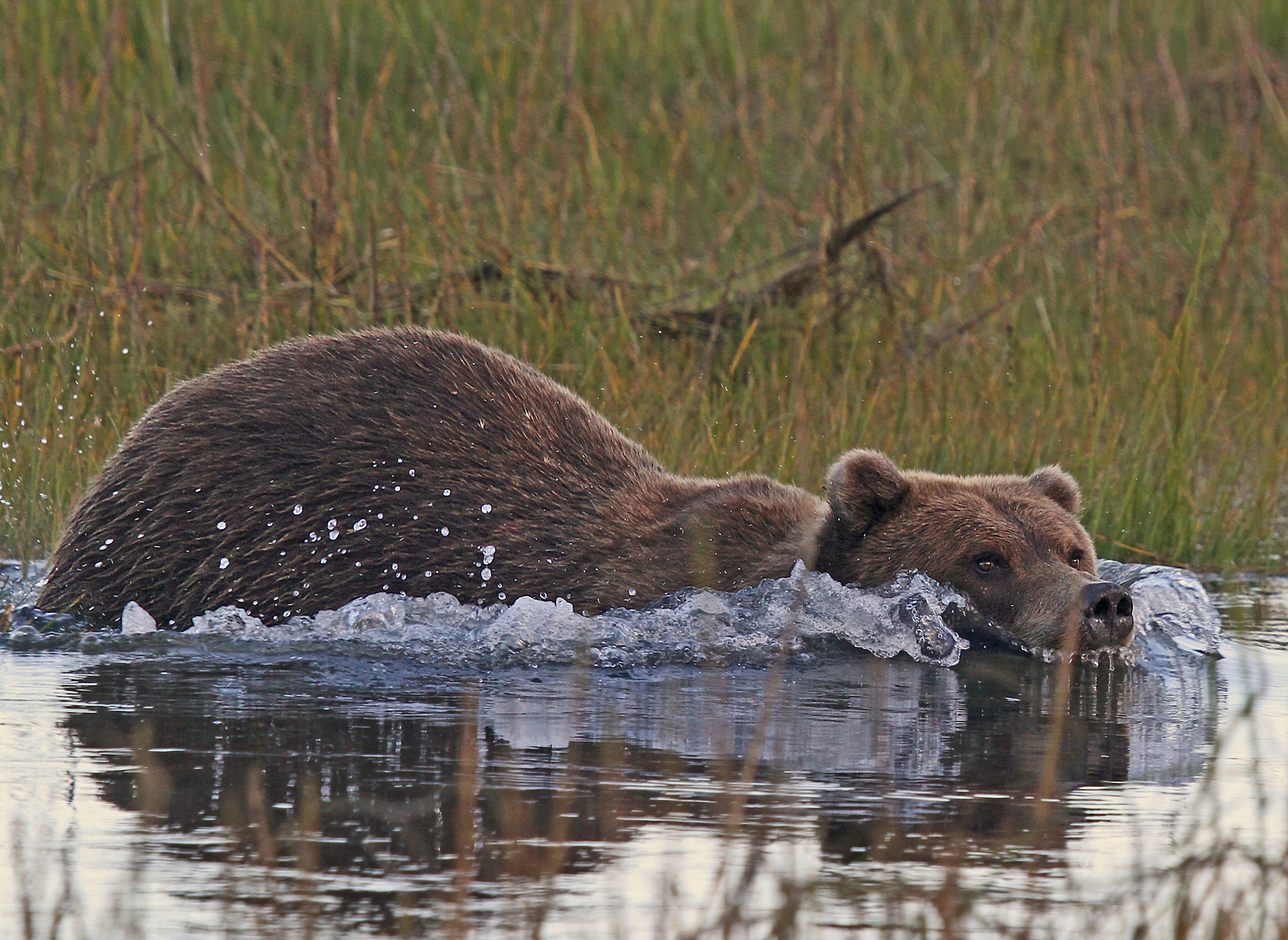 kodiak, Bear, Water, Swim, Alaska, Drops Wallpaper