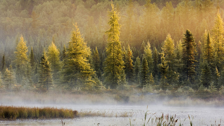 landscape, Forest, Lake, Fog, Mood HD Wallpaper Desktop Background