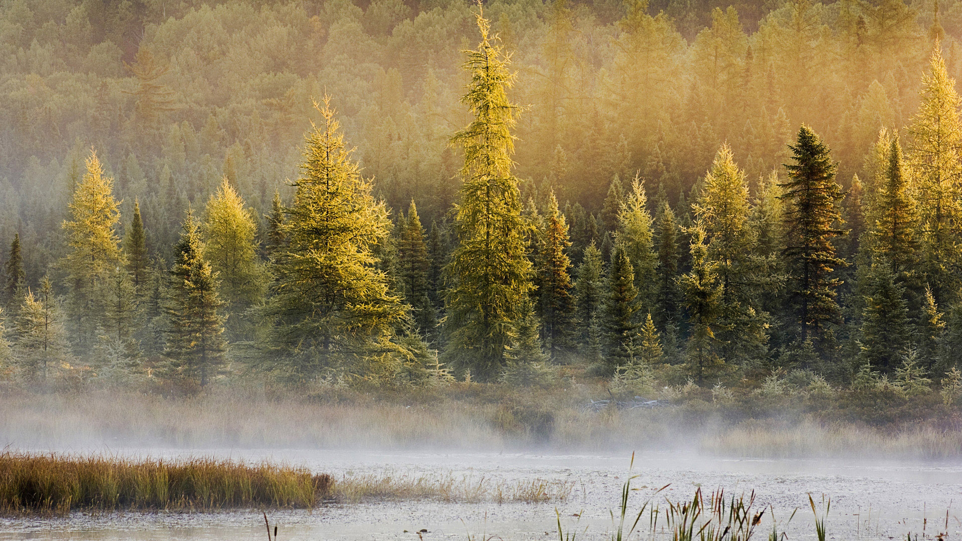 landscape, Forest, Lake, Fog, Mood Wallpaper