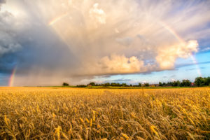 wheat, Clouds, Rainbow, Landscape
