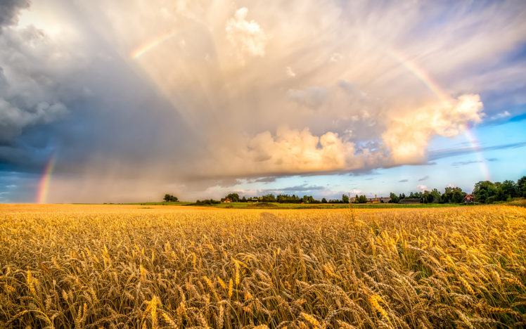wheat, Clouds, Rainbow, Landscape HD Wallpaper Desktop Background