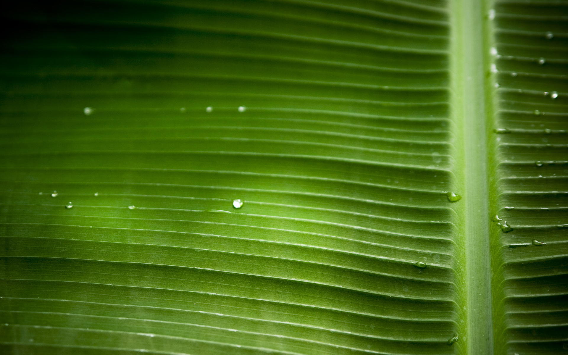 leaf, Macro Wallpaper