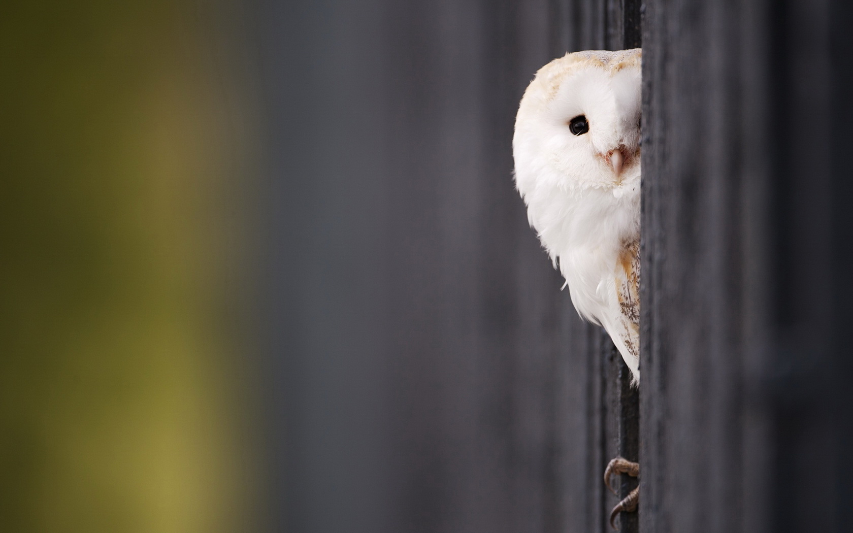 birds, Owl Wallpaper
