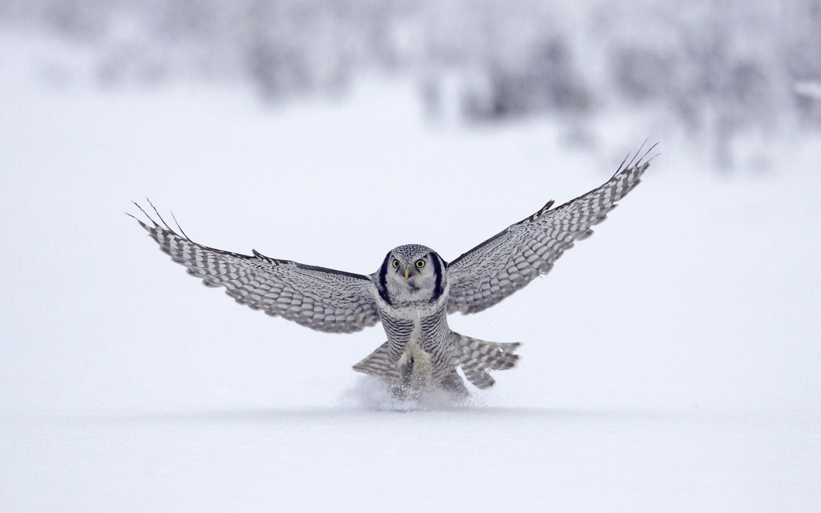 birds, Owl Wallpaper