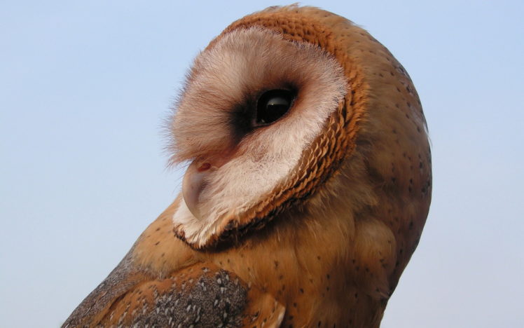 birds, Owl HD Wallpaper Desktop Background