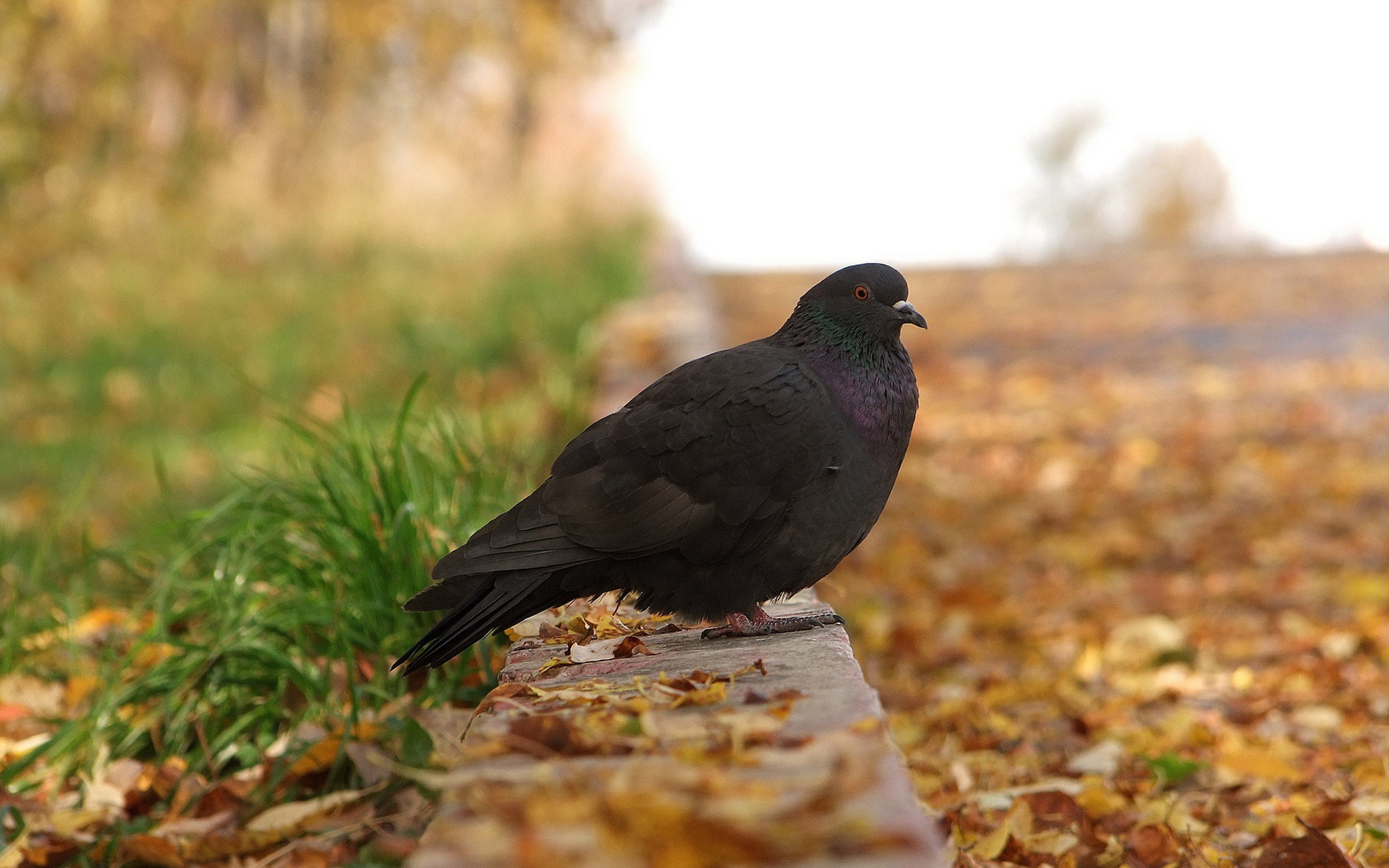 birds, Pigeon Wallpaper