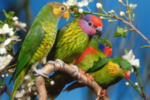 birds, Parrots