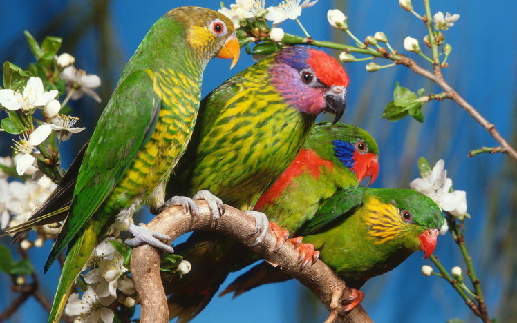 birds, Parrots HD Wallpaper Desktop Background