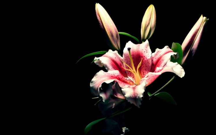 lily, Flowers HD Wallpaper Desktop Background