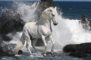 horse, Waves, Seashore