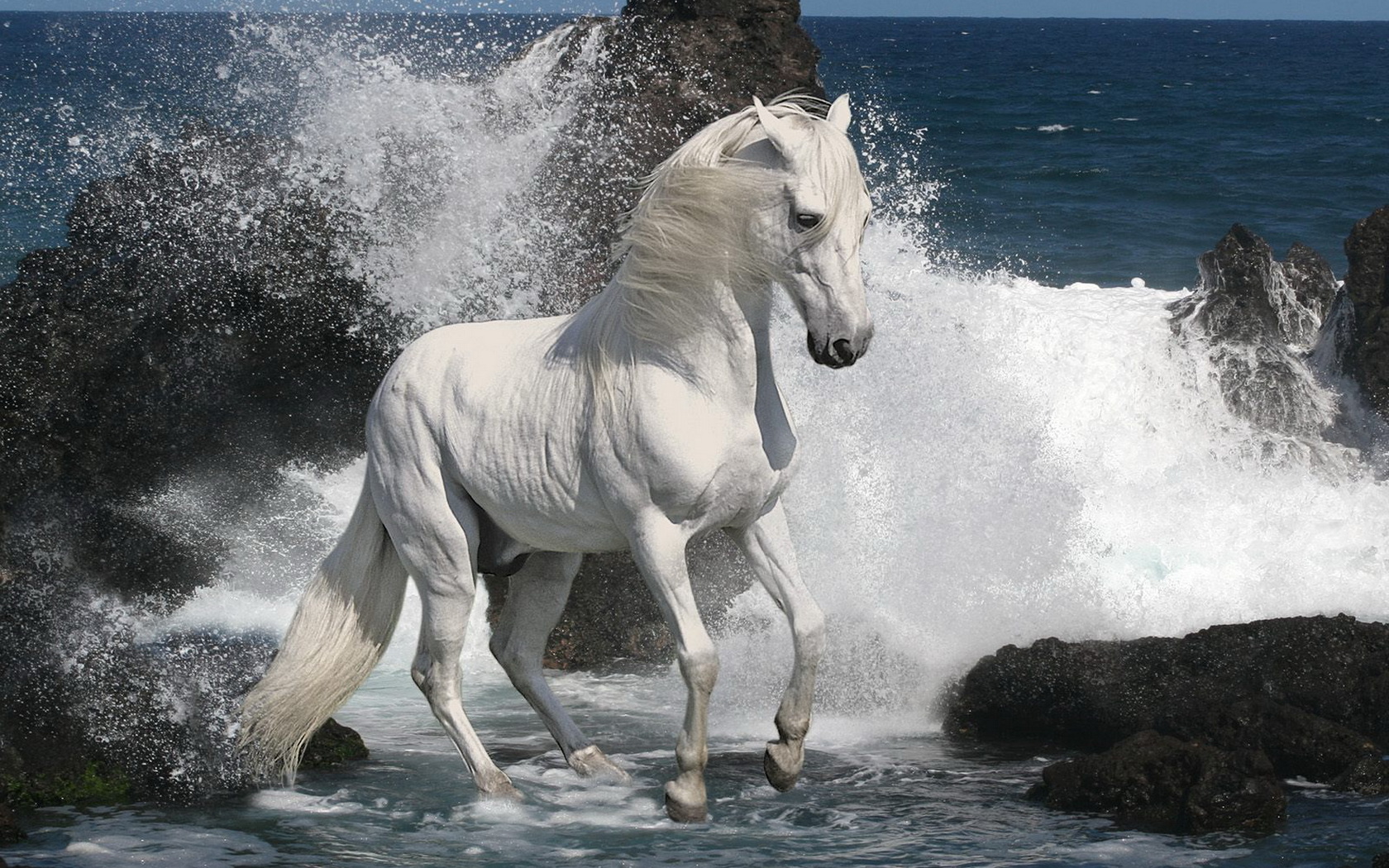 horse, Waves, Seashore Wallpaper