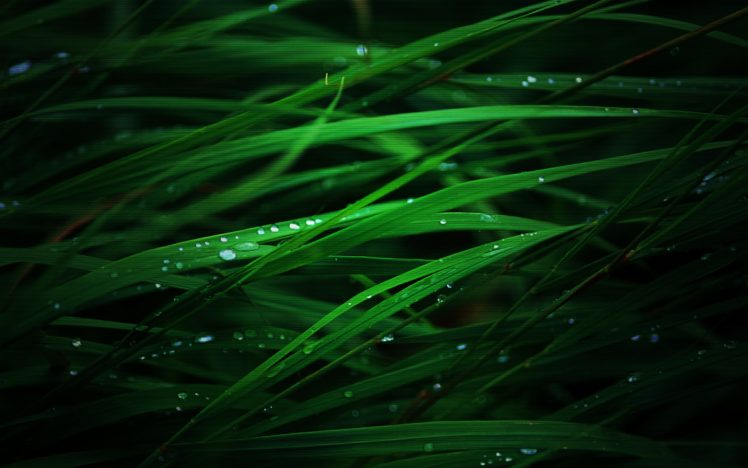 grass, Water, Drops HD Wallpaper Desktop Background