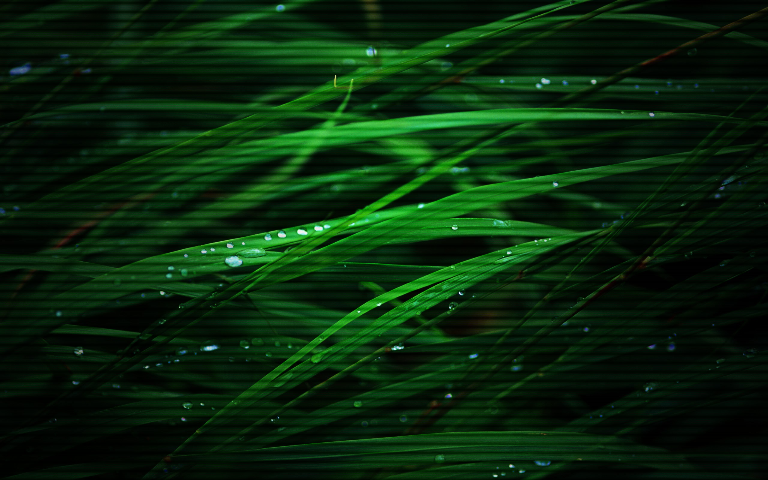 grass, Water, Drops Wallpaper