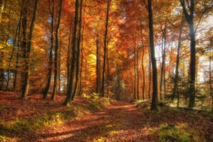 nature, Trees, Autumn, Forest