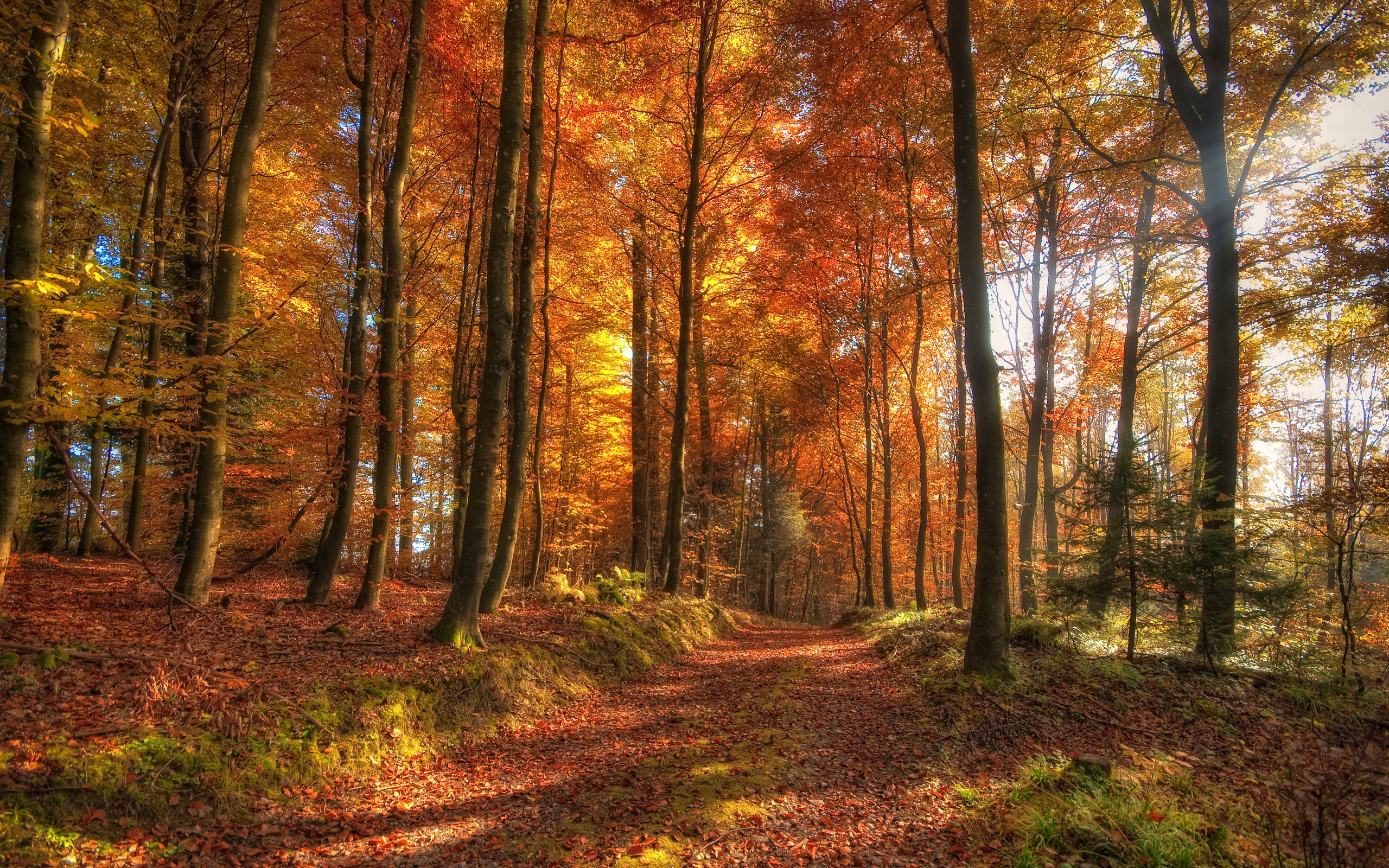 nature, Trees, Autumn, Forest Wallpaper