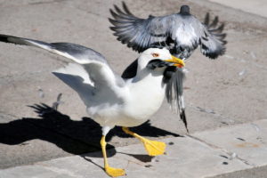 seagull, Pigeon