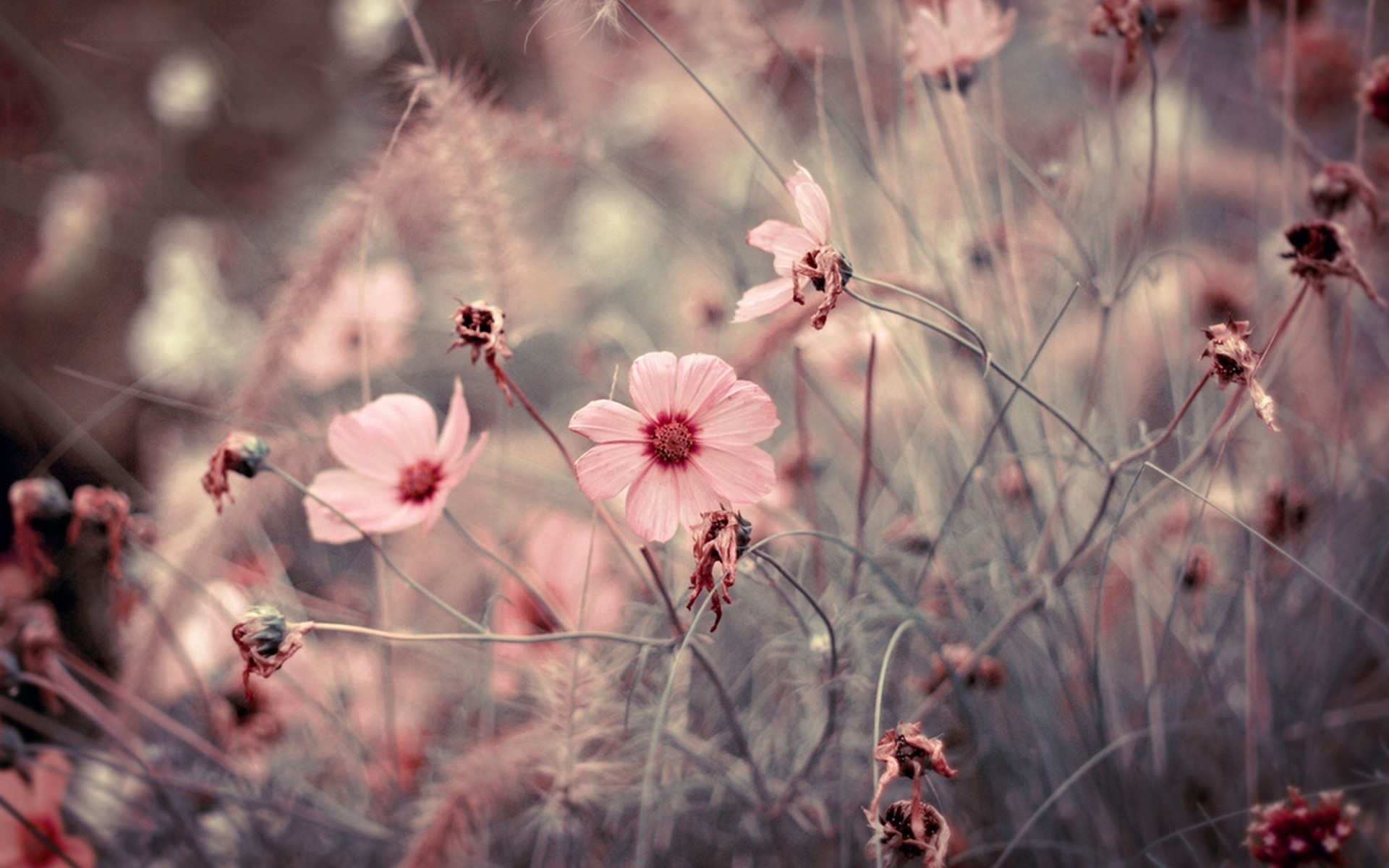 13995 Wallpaper