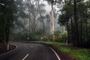 trees, Streets, Forest, Turn, Roads