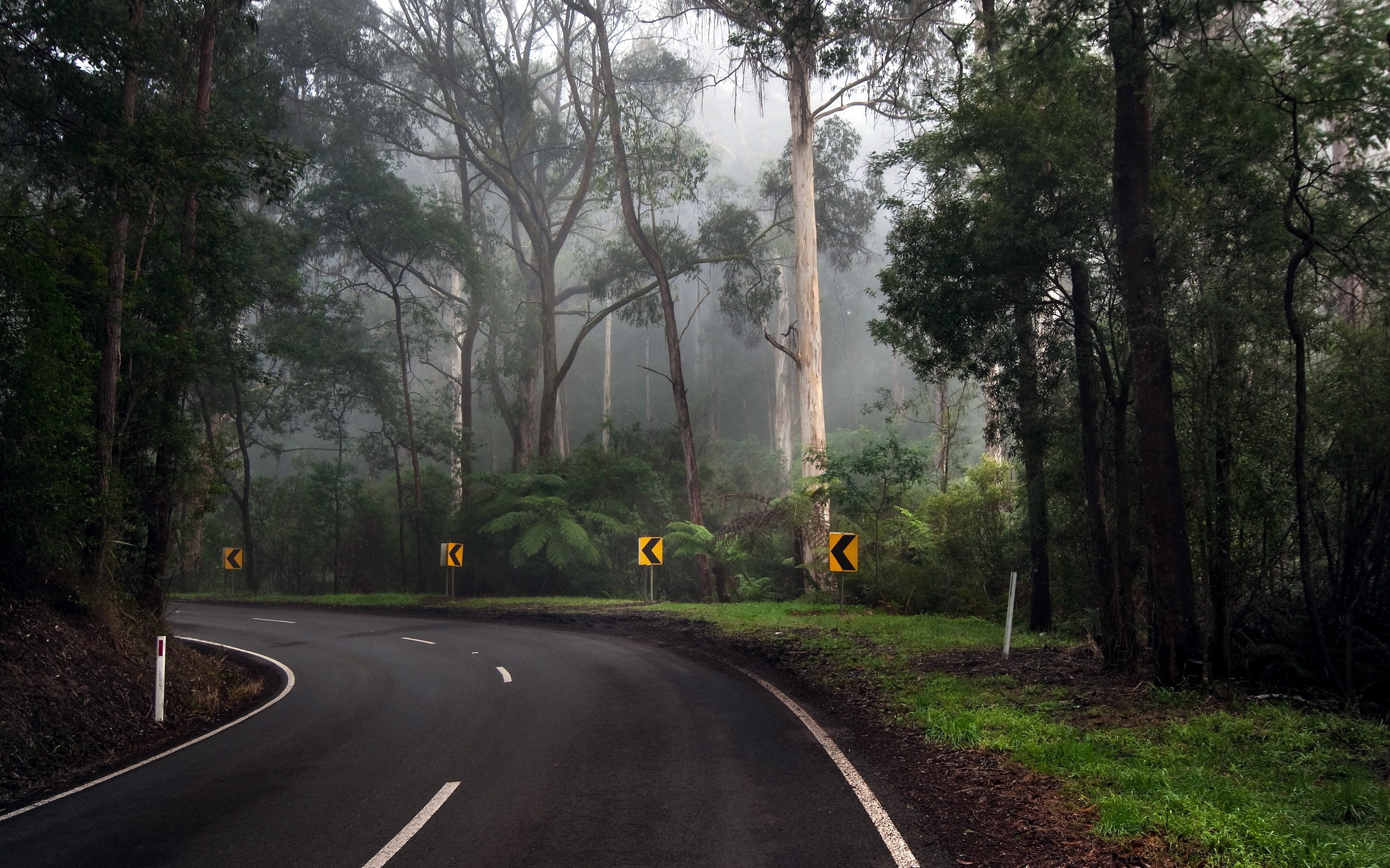 trees, Streets, Forest, Turn, Roads Wallpaper