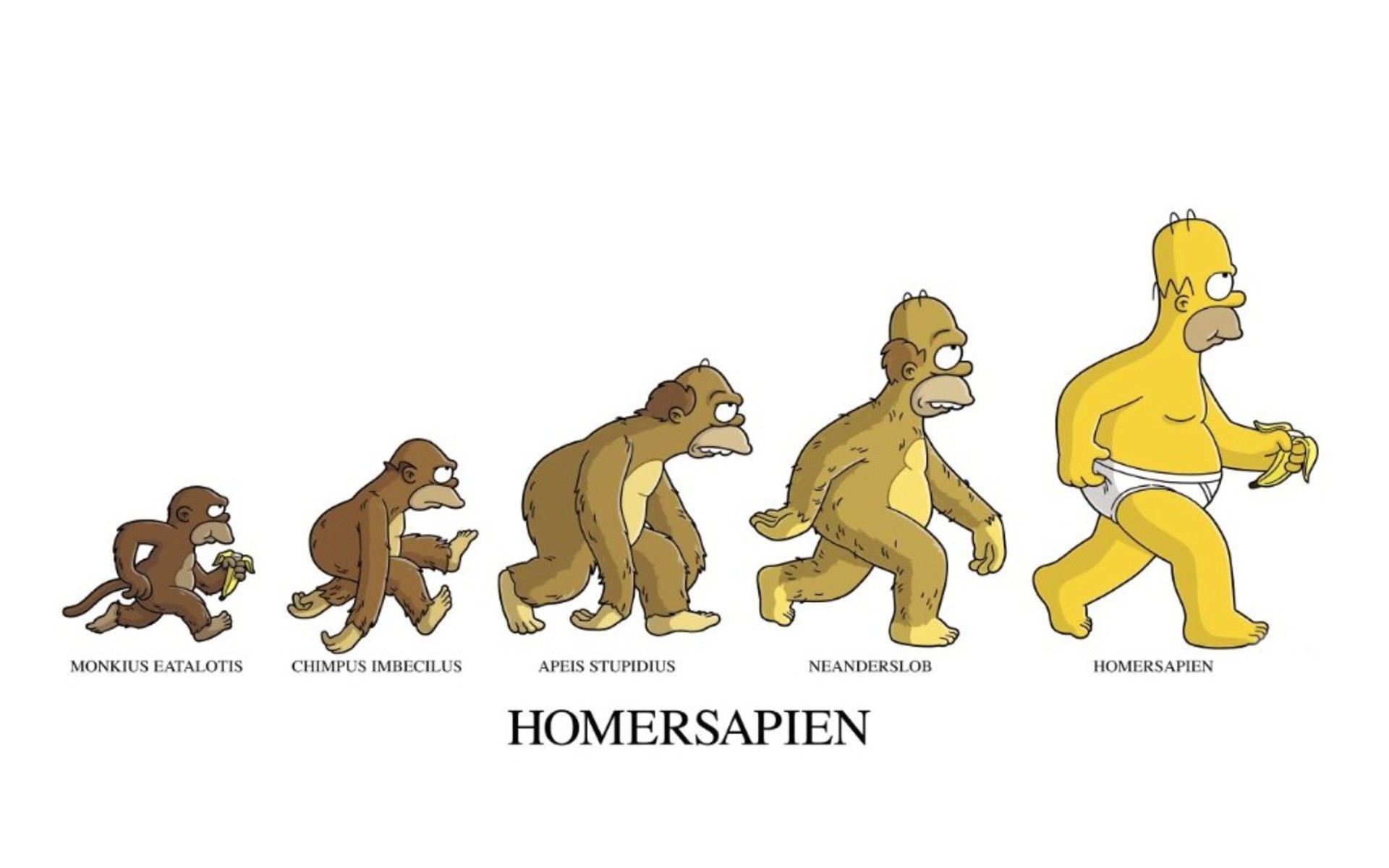 homer, Simpson, Evolution, The, Simpsons, White, Background Wallpaper